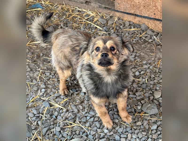 JIMMY & JOEY - 2 Brüder suchen ihre Menschen