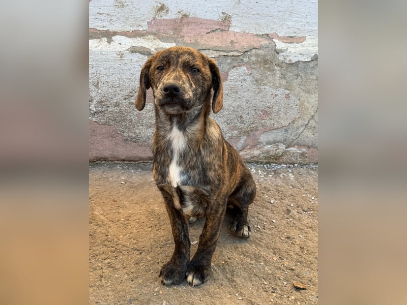 IVAN ( 5 Stromer suchen ein Zuhause)