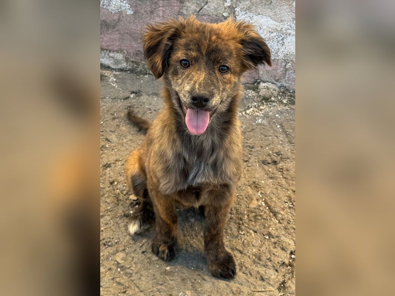 IRINA ( 5 Stromer suchen ein Zuhause)