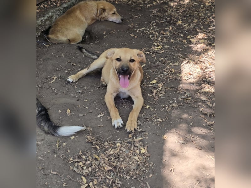 Ginger , tolle 1 Jähriges Mädchen,  SH mittelgroß, freundlich, offen, sozial)