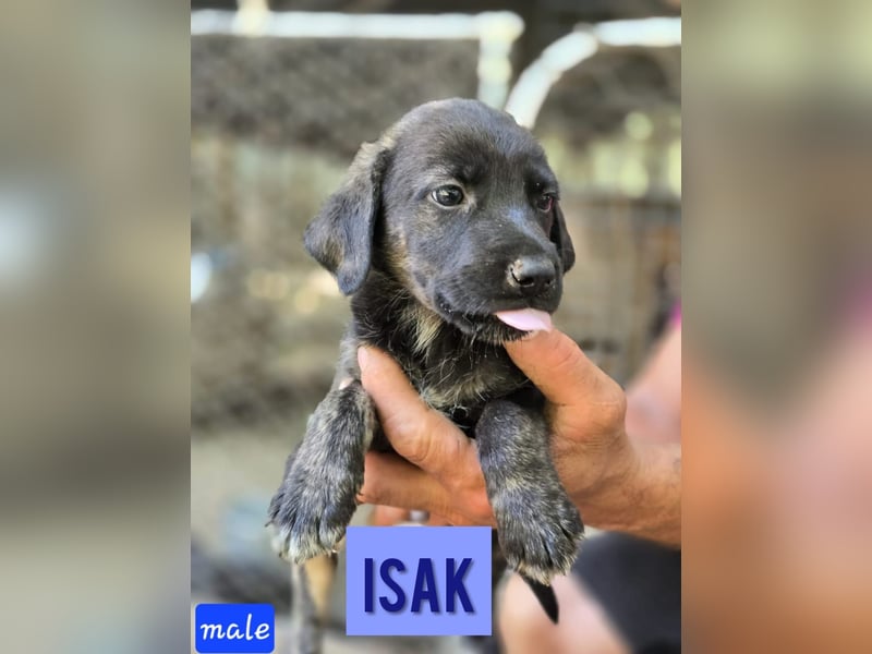 Isak, 9 -monatiger Hundebub,