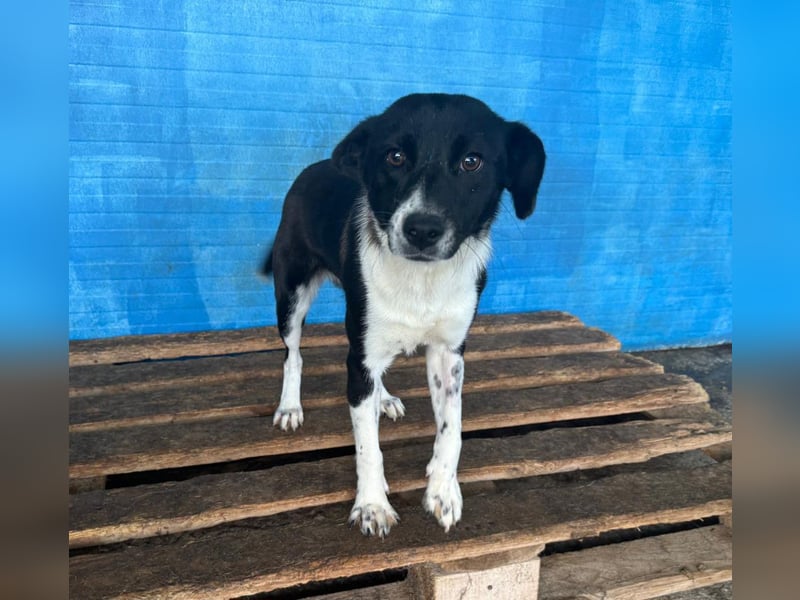 Pearl, 1- jähriges, schwarz-weißes Hundemädchen