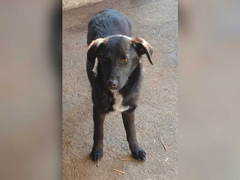 Isleen, 7-monatiges Hundemädchen, sucht ihre Familie