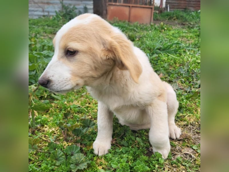 Hilda: sucht ein Zuhause/Pflegestelle- vorgemerkt