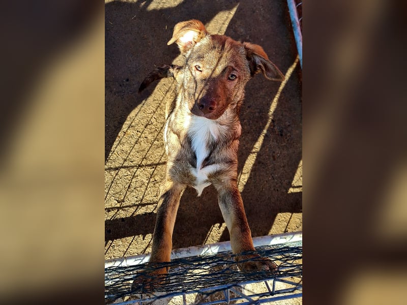 Rübe, schicker 6 Monate alter Hundebub, wünscht sich eine Familie