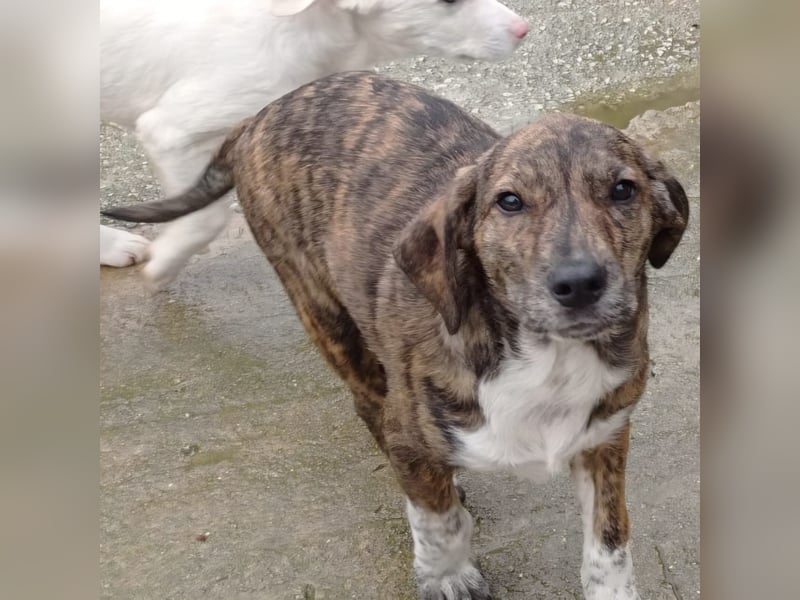 Kosma: sucht ein Zuhause / eine Pflegestelle