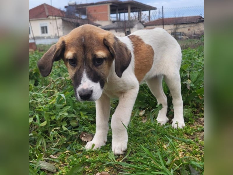 Danai: sucht ein Zuhause/Pflegestelle-reserviert