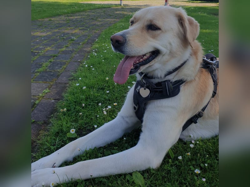 Abby- Mischling- sucht ein Zuhause- ist reserviert