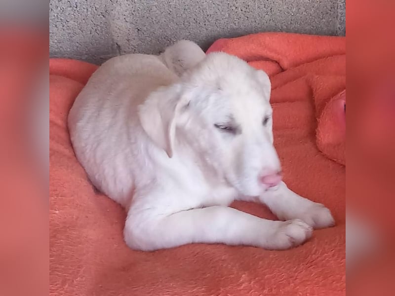 Niva: sucht ein Zuhause / eine Pflegestelle