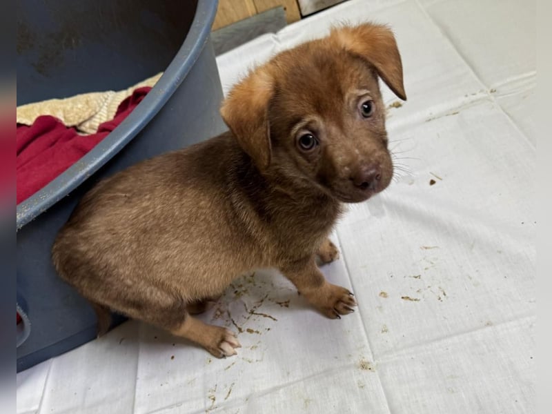 Rübe, schicker 6 Monate alter Hundebub, wünscht sich eine Familie
