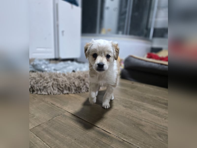 Judy , 5-monatige zuckersüßes, weiß-beiges Hundemädchen, sucht ihre Familie