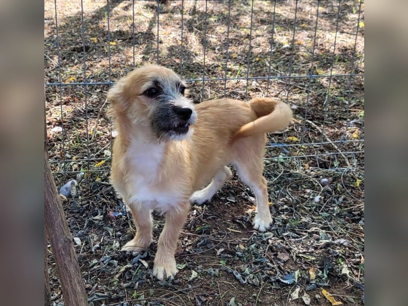 Yano , 9-monatiger  Hundebub, wünscht sich „seine“ Familie