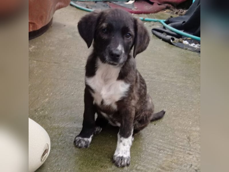 Gaia: sucht ein Zuhause/Pflegestelle