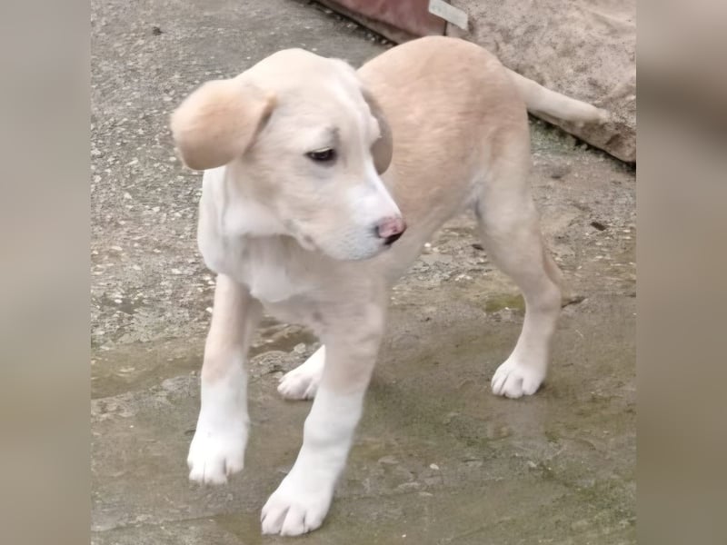 Ilios: sucht ein Zuhause / eine Pflegestelle- vorgemerkt