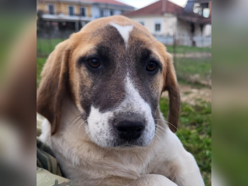 Electra: sucht ein Zuhause / eine Pflegestelle