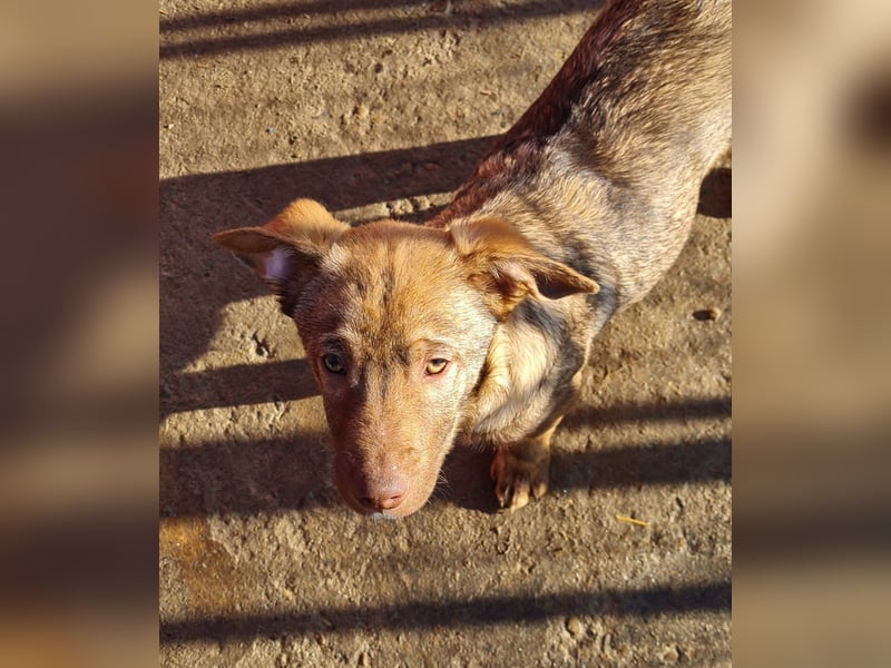 Rübe, schicker 6 Monate alter Hundebub, wünscht sich eine Familie