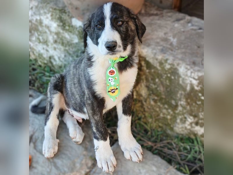 Taro: sucht ein Zuhause / eine Pflegestelle