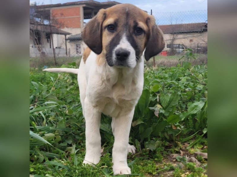 Danai: sucht ein Zuhause/Pflegestelle-reserviert