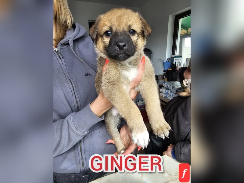 Ginger , tolle 1 Jähriges Mädchen,  SH mittelgroß, freundlich, offen, sozial)