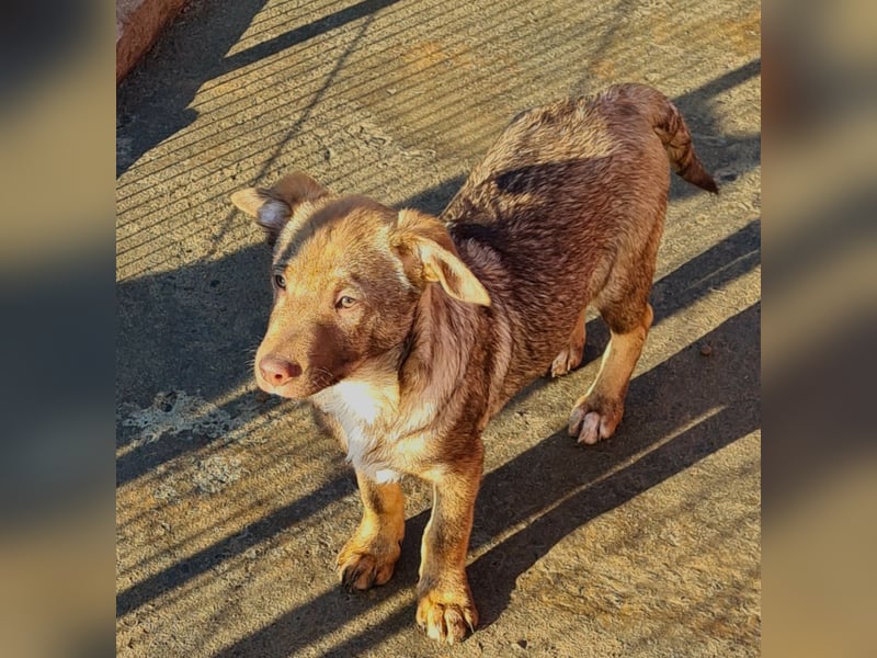 Rübe, schicker 6 Monate alter Hundebub, wünscht sich eine Familie
