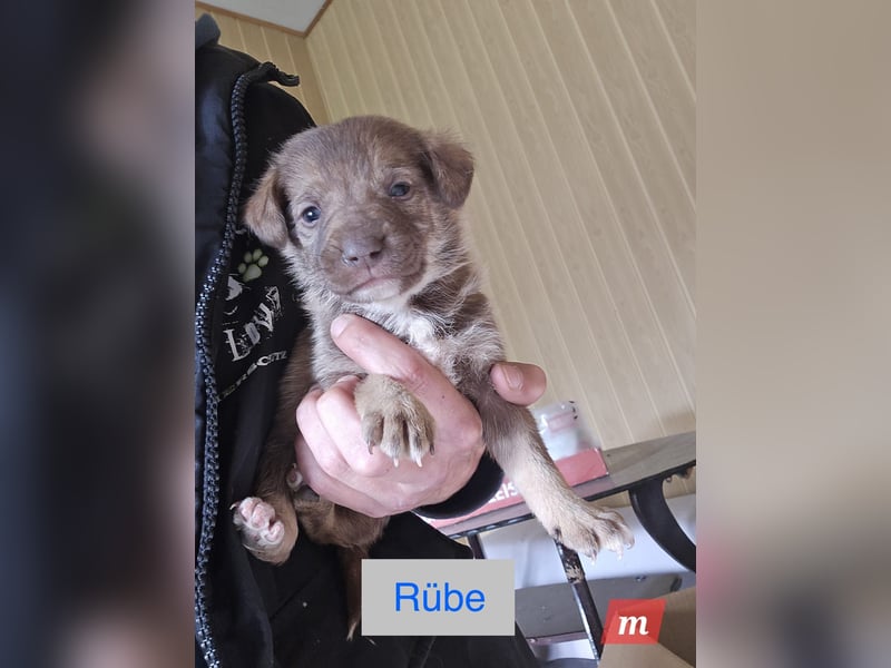 Rübe, schicker 6 Monate alter Hundebub, wünscht sich eine Familie