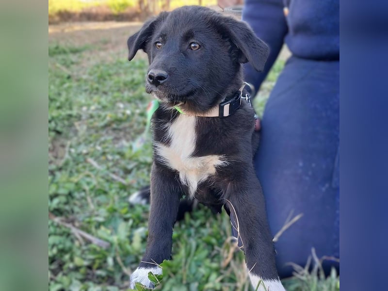 Nyros: sucht ein Zuhause / eine Pflegestelle