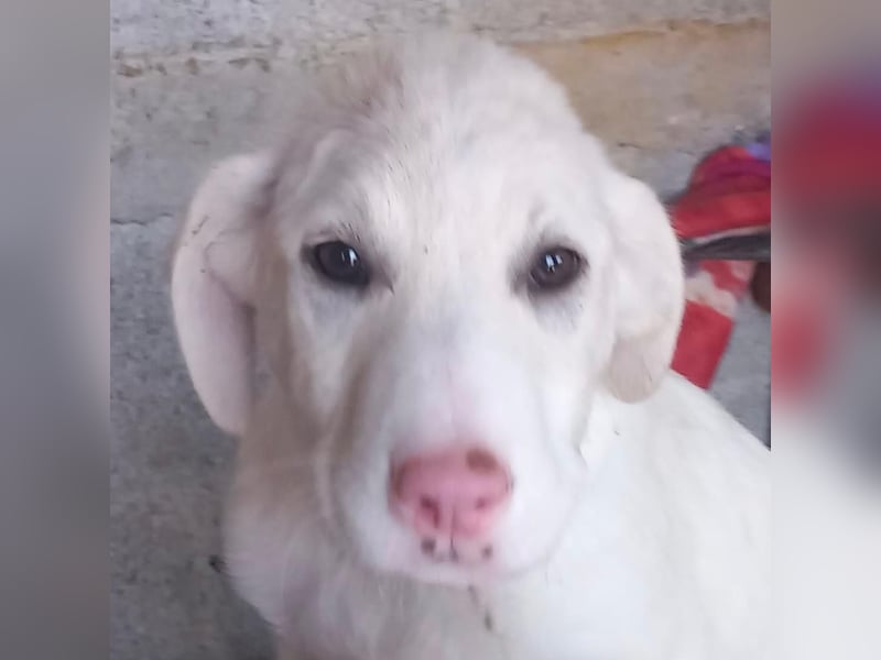 Niva: sucht ein Zuhause / eine Pflegestelle