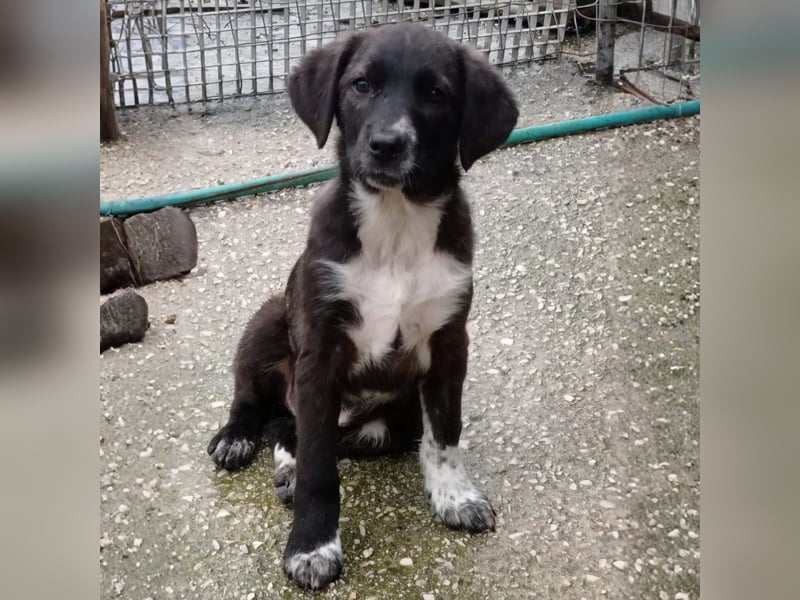 Gaia: sucht ein Zuhause/Pflegestelle