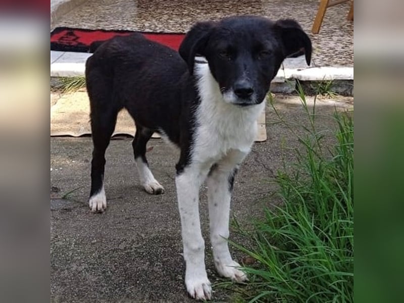 Nana - Mischlingshund sucht ein Zuhause