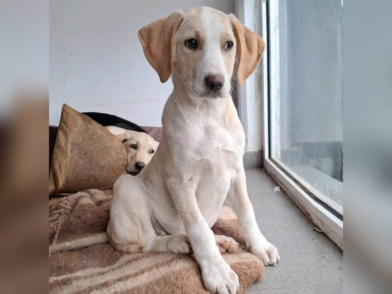 Marley sucht ein Zuhause - reserviert