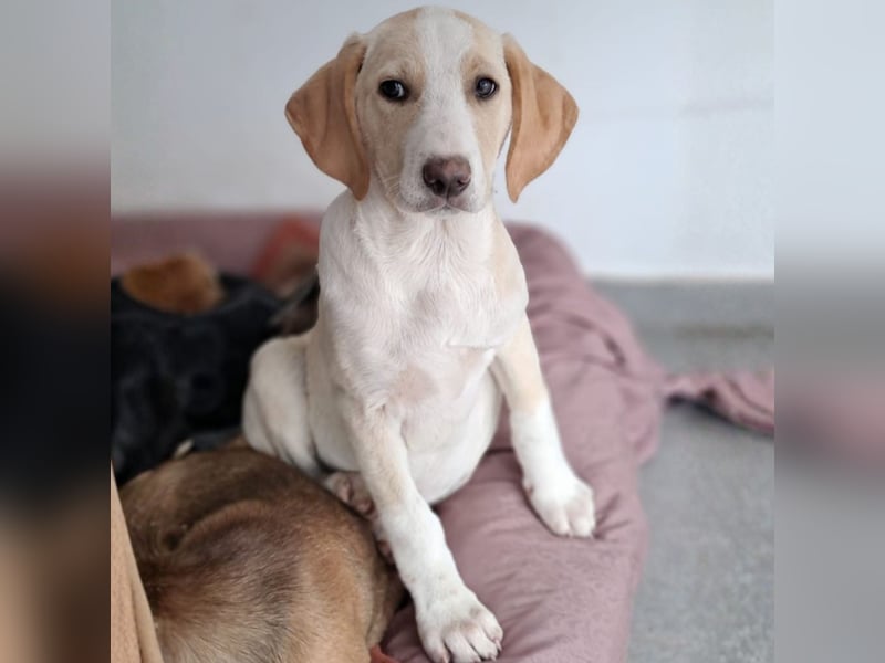 Marley sucht ein Zuhause - reserviert