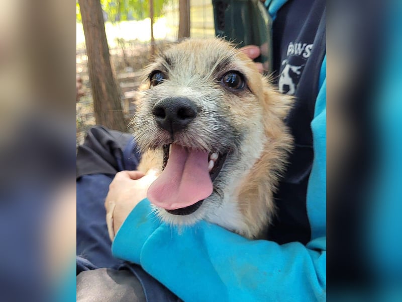 Yano , 9-monatiger  Hundebub, wünscht sich „seine“ Familie