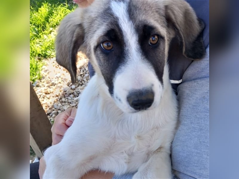 Gizmo-Schäferhund-Mischling - sucht ein Zuhause