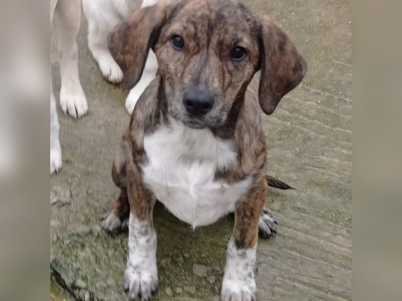 Kosma: sucht ein Zuhause / eine Pflegestelle