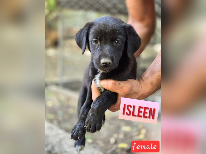 Isleen, 7-monatiges Hundemädchen, sucht ihre Familie