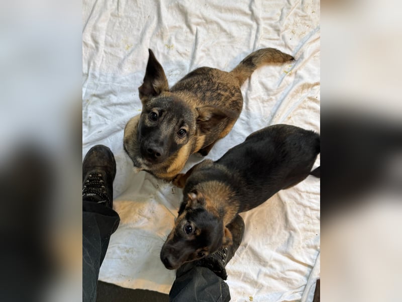 Rani, gerade mal 4 Monate altes Hundemädchen, sucht ihr Zuhause