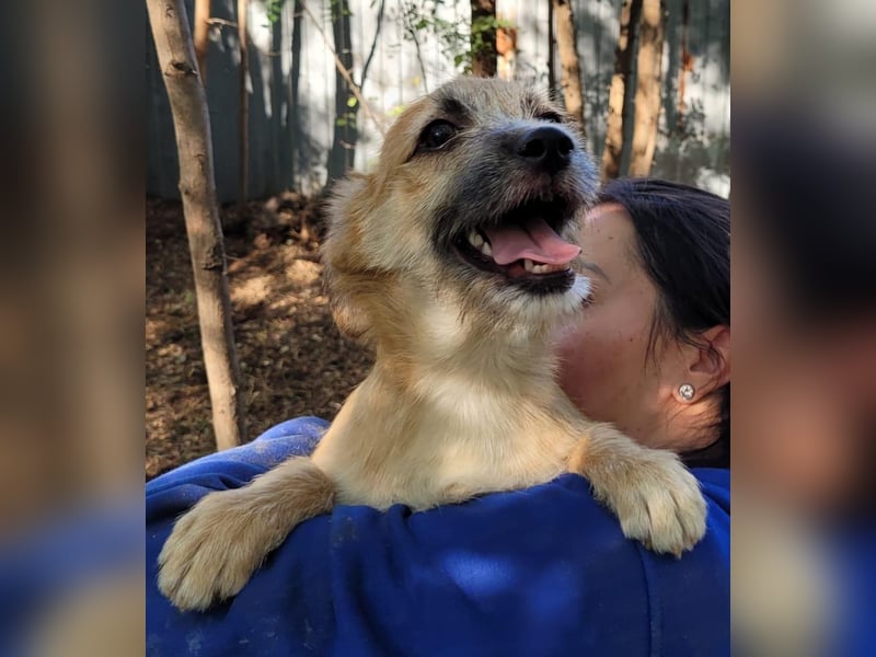 Yano , 9-monatiger  Hundebub, wünscht sich „seine“ Familie