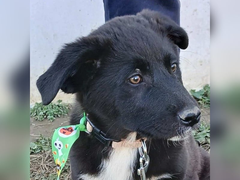 Nyros: sucht ein Zuhause / eine Pflegestelle