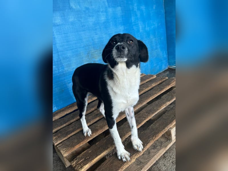 Pearl, 1- jähriges, schwarz-weißes Hundemädchen