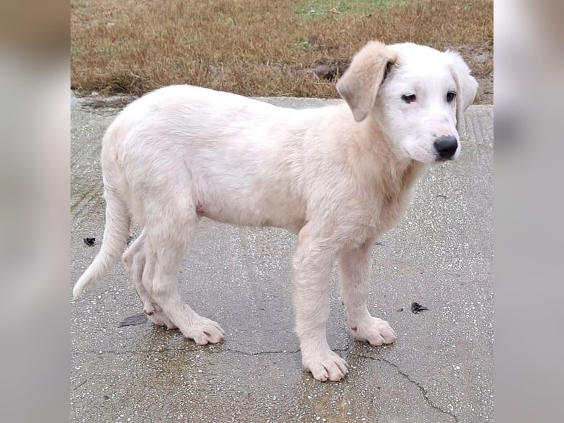 Thira-Mischling: sucht ein Zuhause