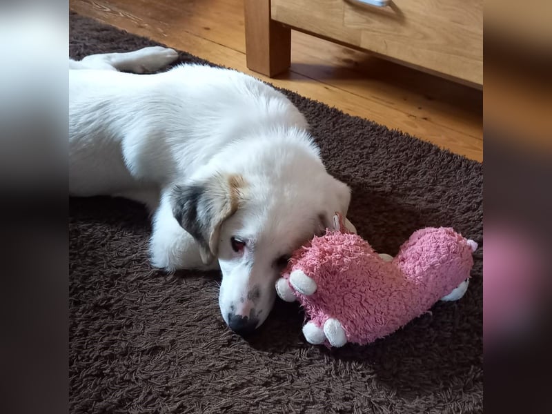 Thira-Mischling: sucht ein Zuhause