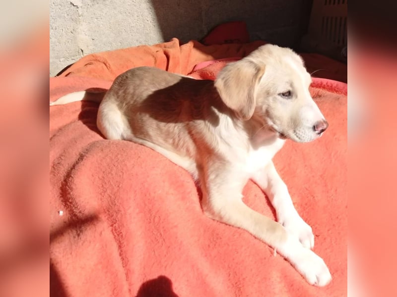 Ilios: sucht ein Zuhause / eine Pflegestelle- vorgemerkt