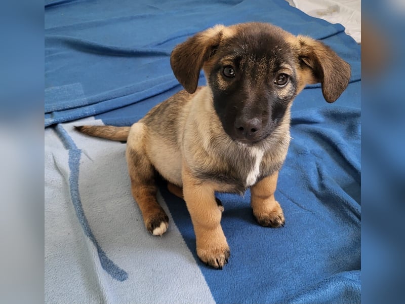 Romy, 4-monatiges Hundemädchen sucht ihre Familie