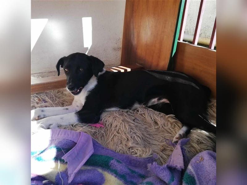 Nana - Mischlingshund sucht ein Zuhause