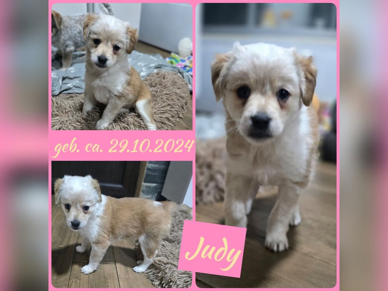 Judy , 5-monatige zuckersüßes, weiß-beiges Hundemädchen, sucht ihre Familie
