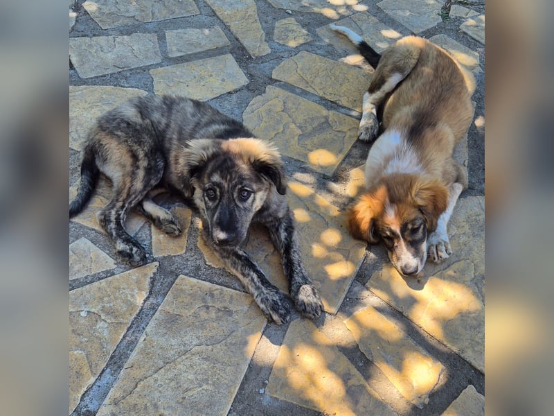 Rhonda sucht ein Zuhause / eine Pflegestelle
