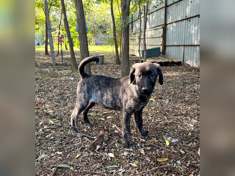 Isak, 9 -monatiger Hundebub,