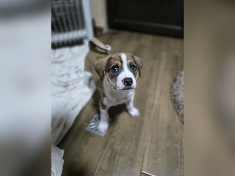 Jeff, Rüde, aktuell 5 Monate