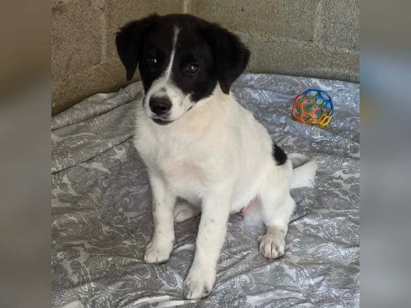 Lou: sucht ein Zuhause / eine Pflegestelle
