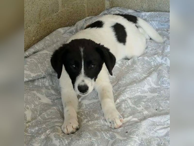 Lou: sucht ein Zuhause / eine Pflegestelle